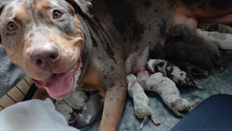 Stander bully’s  (NOT XL) 