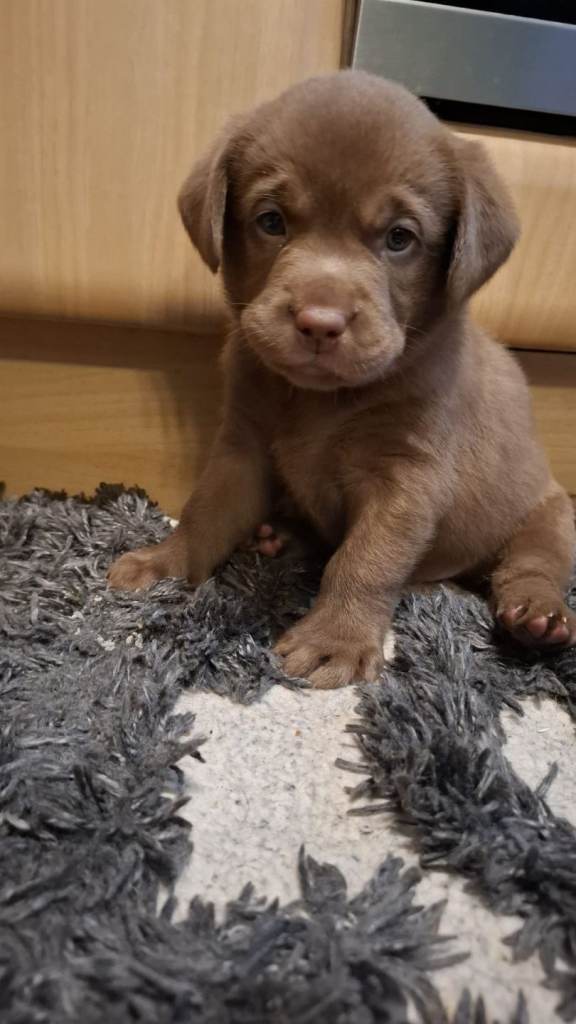🐾 Exceptional Chocolate Labrador Puppies – Champion Bloodlines & Premium Pedigree 🐾