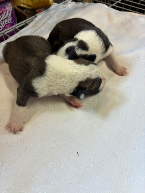 Puppies