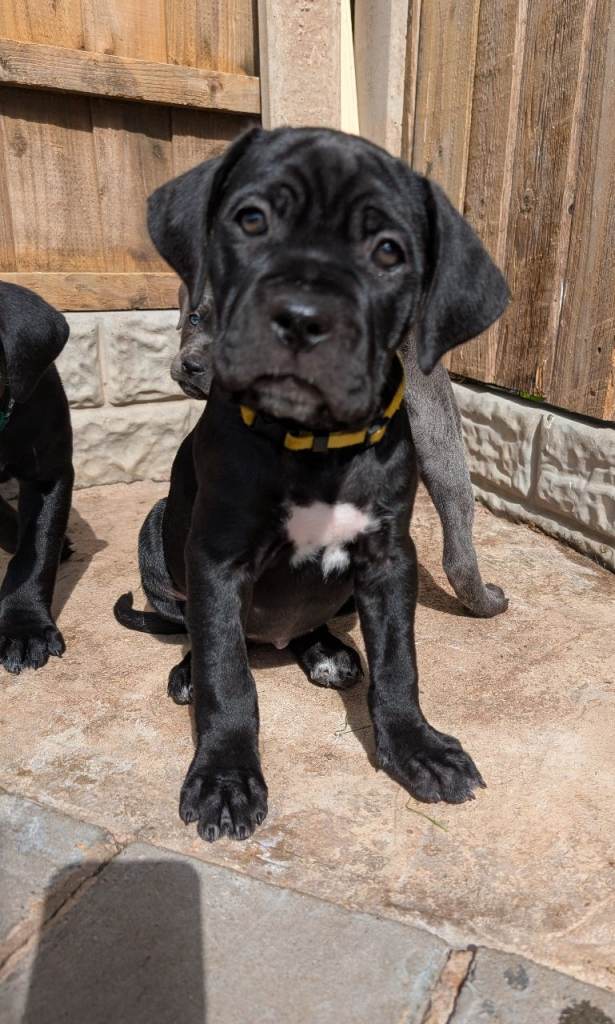 Female Cane corso puppies 