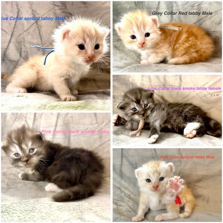Stunning Pedigree Maine Coon kittens