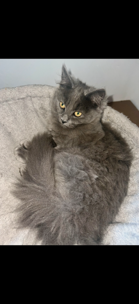 2 domestic long hair 