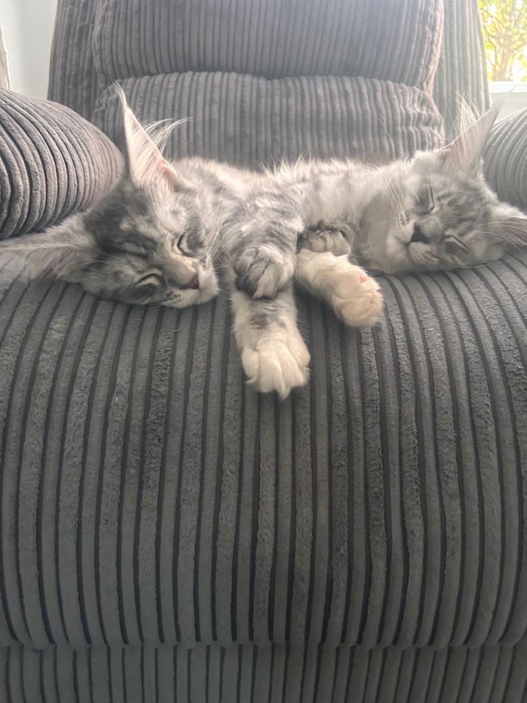 2 Girls left 🐈‍⬛