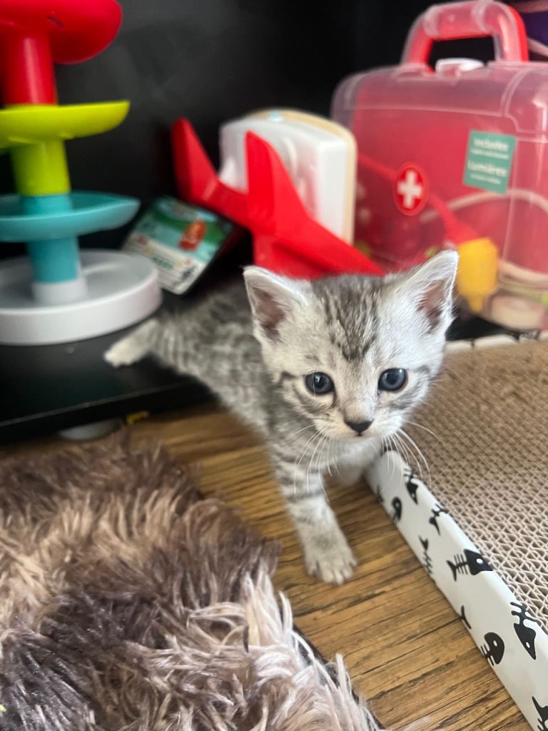 Adorable bengal mixed kittens looking for loving homes! 