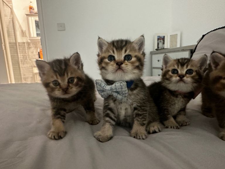 BSH golden tabby’s 