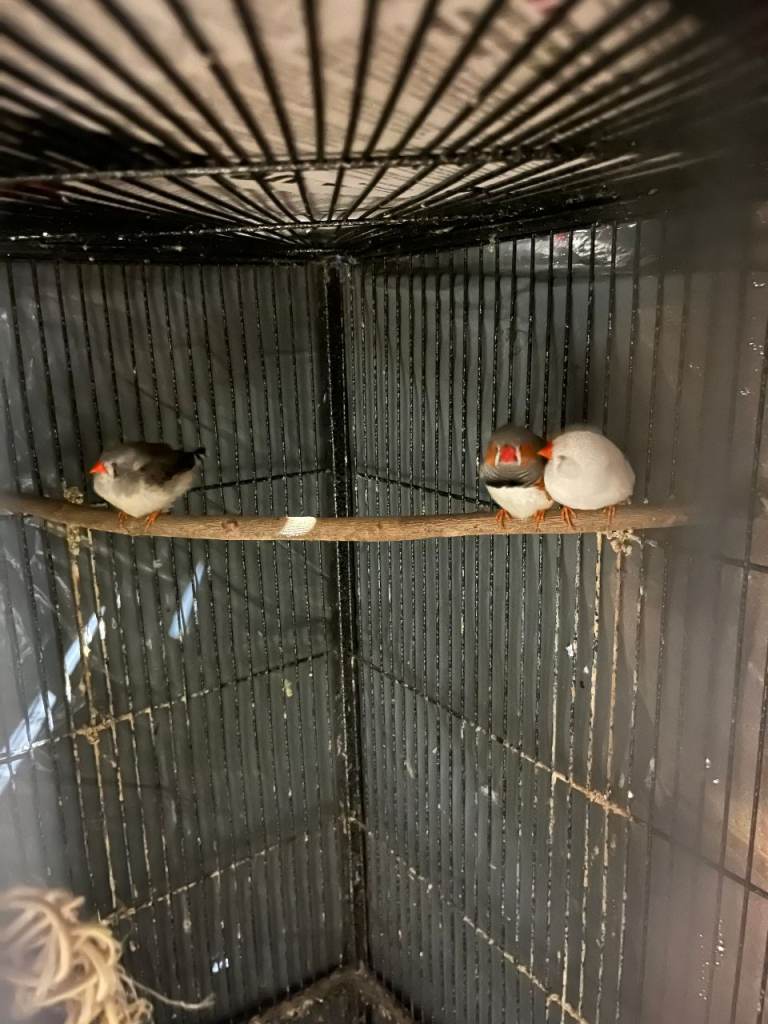 Large quadrant shaped bird cage complete with 14 finches 