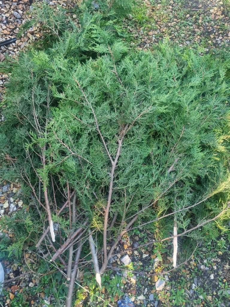 Free folliage for floristry 