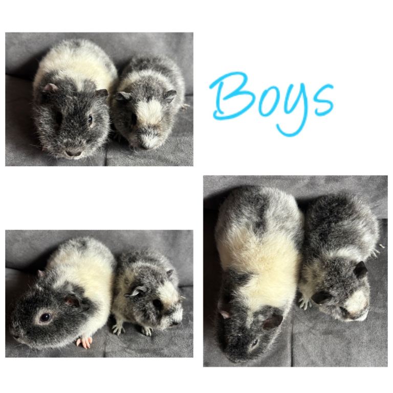 Baby Guineapigsx2  boys- ready now