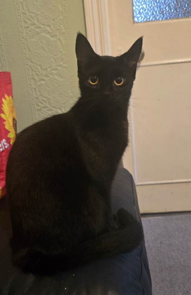 Adorable cat for sale