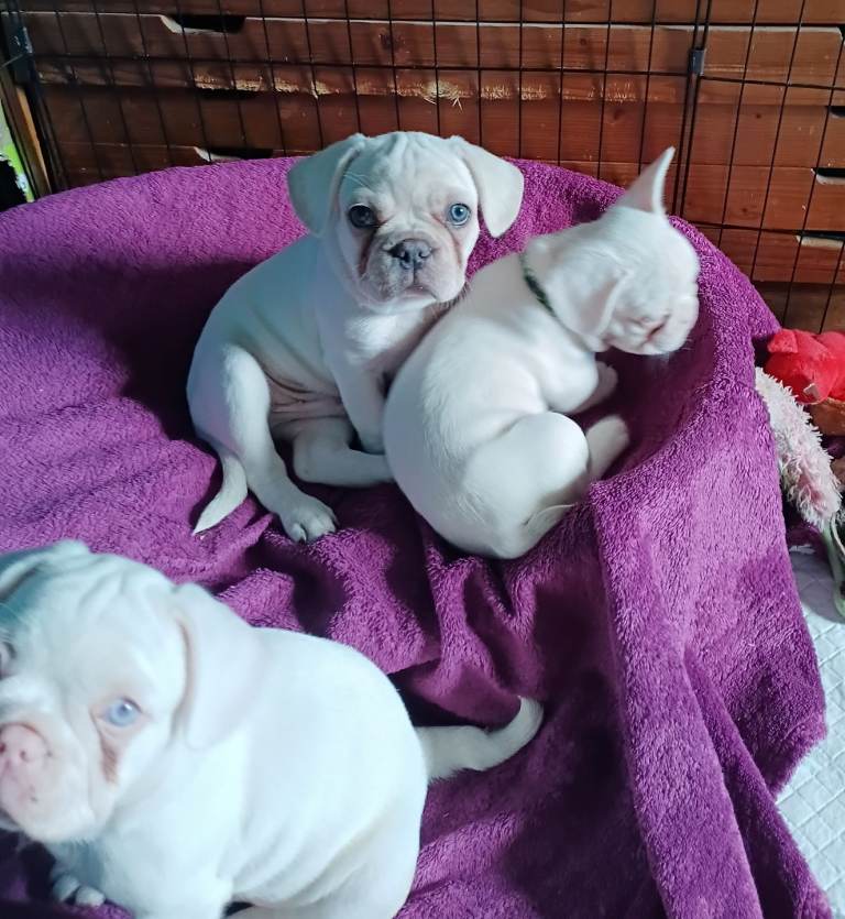 Beautiful litter of French Bulldog puppies health tested albino & platinum full visual pink