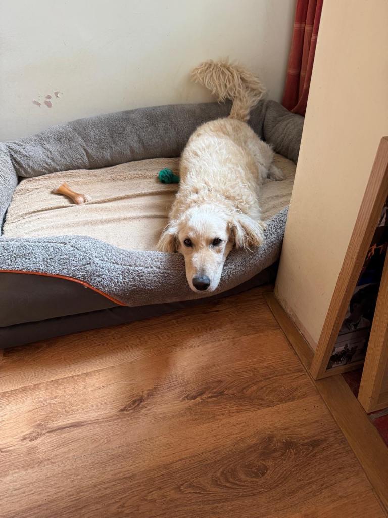 Big dog bed for free 