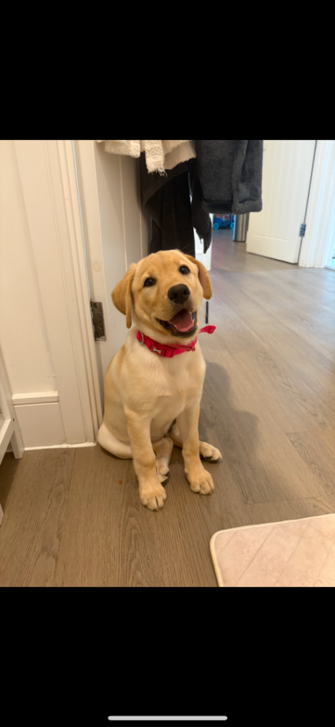 12 Week Old Female Lab For Sale