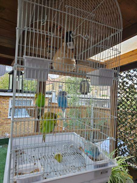 Bird cage for sale