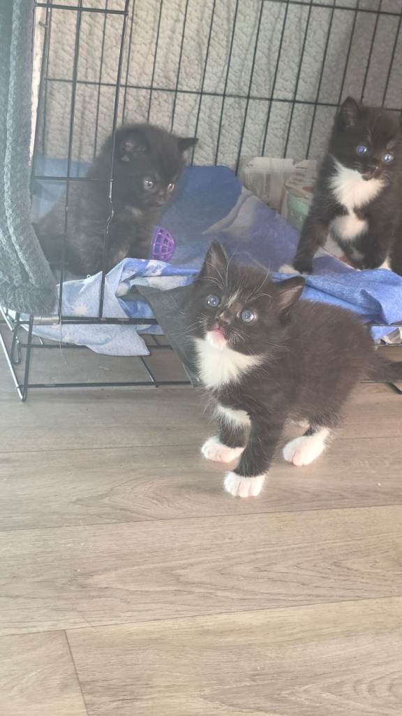 Fluffy kittens for sale 