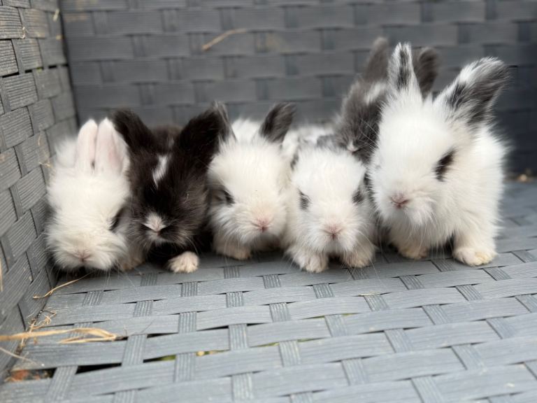 Beautiful Angora Rabbit Babies with Parents