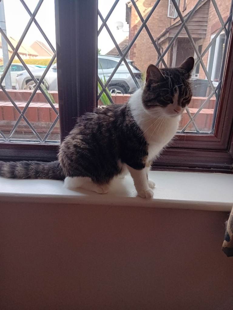 4 year old cat