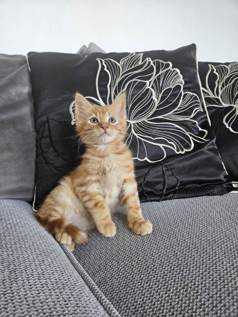 Male Kitten