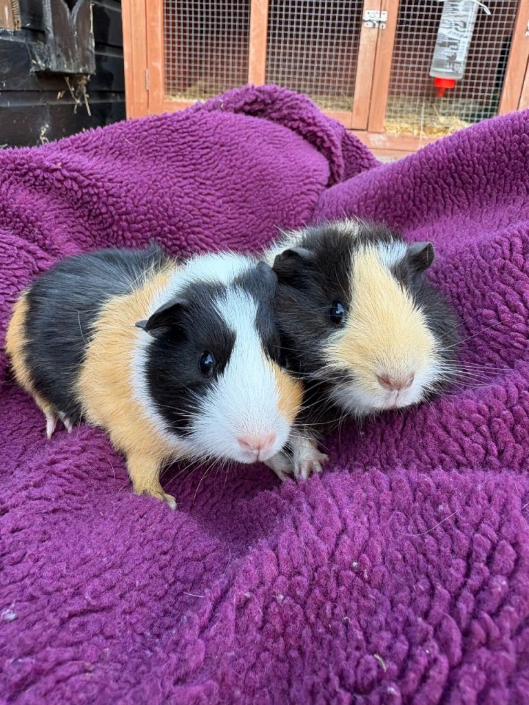  6 boy baby guinea pigs 