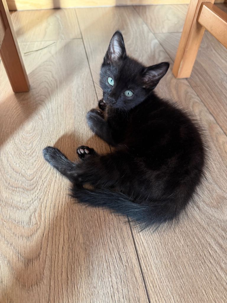 Male kitten for sale west london 