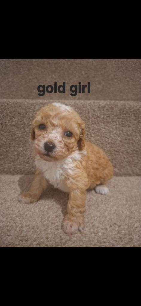Beautiful little 75%poodle Puppies 