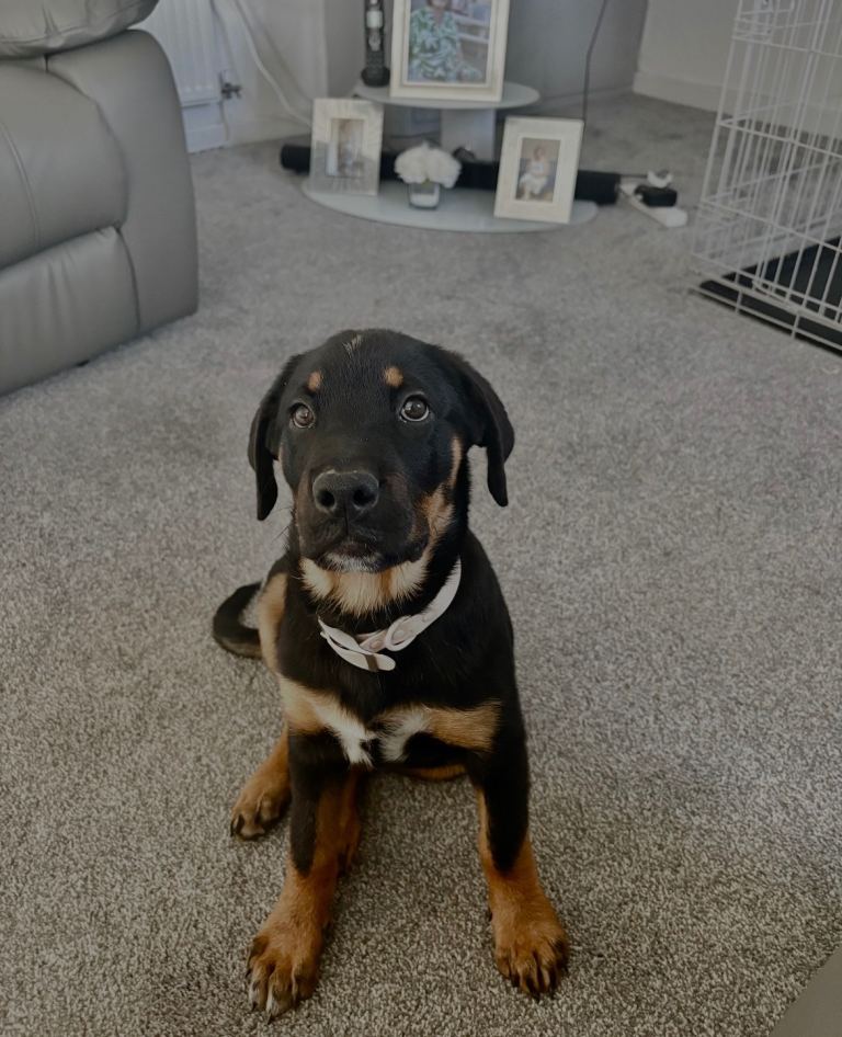 Rottweiler