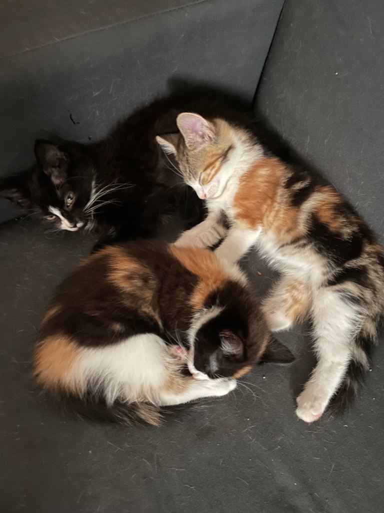 Beautiful female kittens 