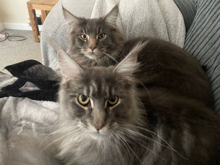 Maine coons