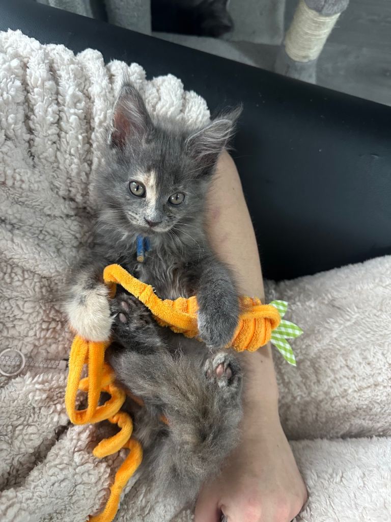 Beautiful tica registered mainecoon babies 10 weeks old 