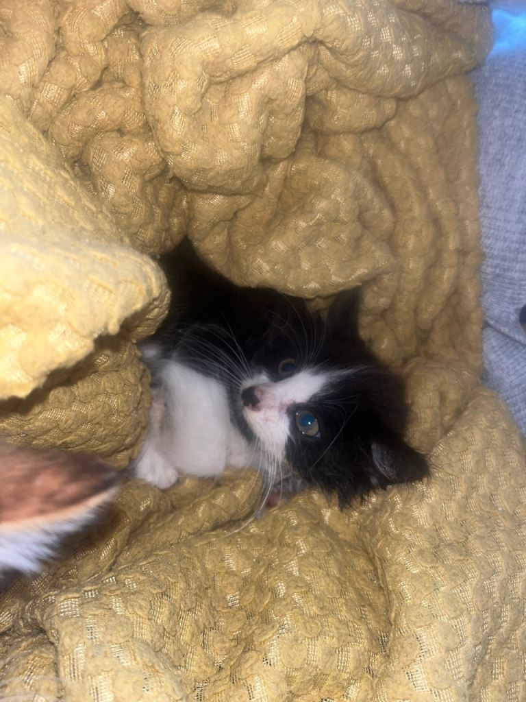 Farm kittens for sale 