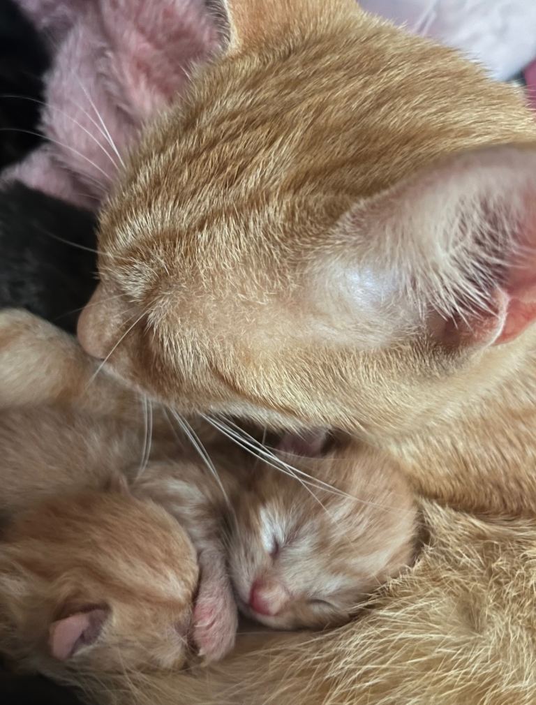Mixed kittens 