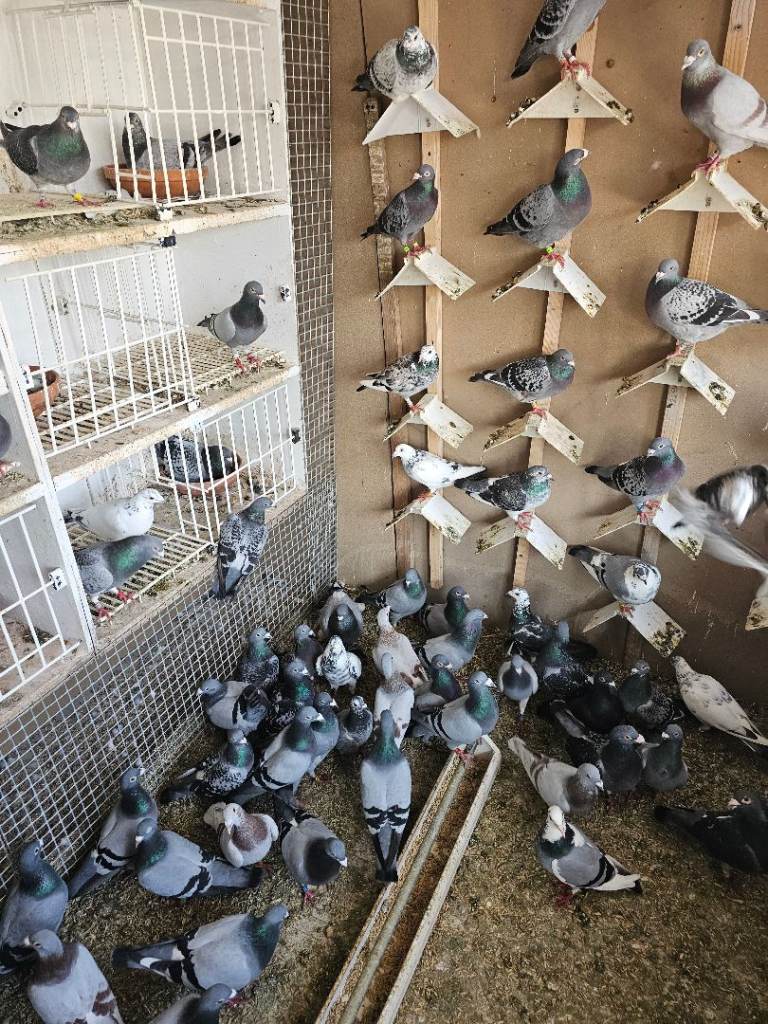 Stock racing pigeons 