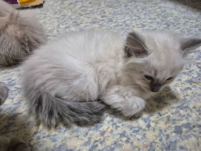 Pure ragdoll male kittens