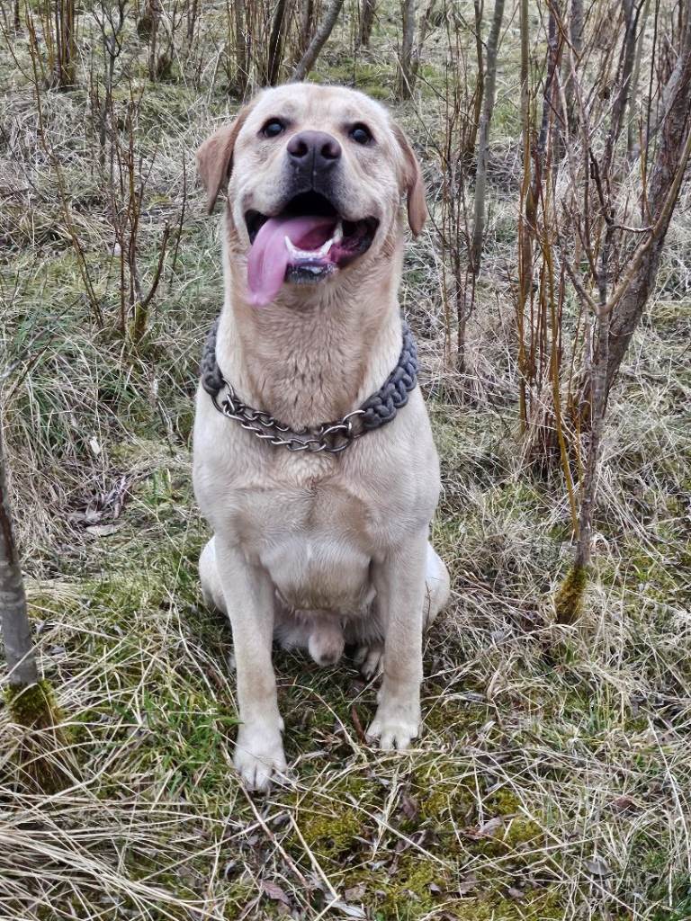 3 year old labradore