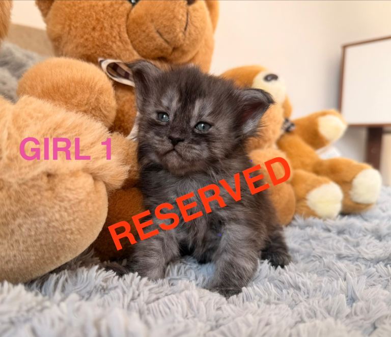 SHOW QUALITY MAINE COON KITTENS