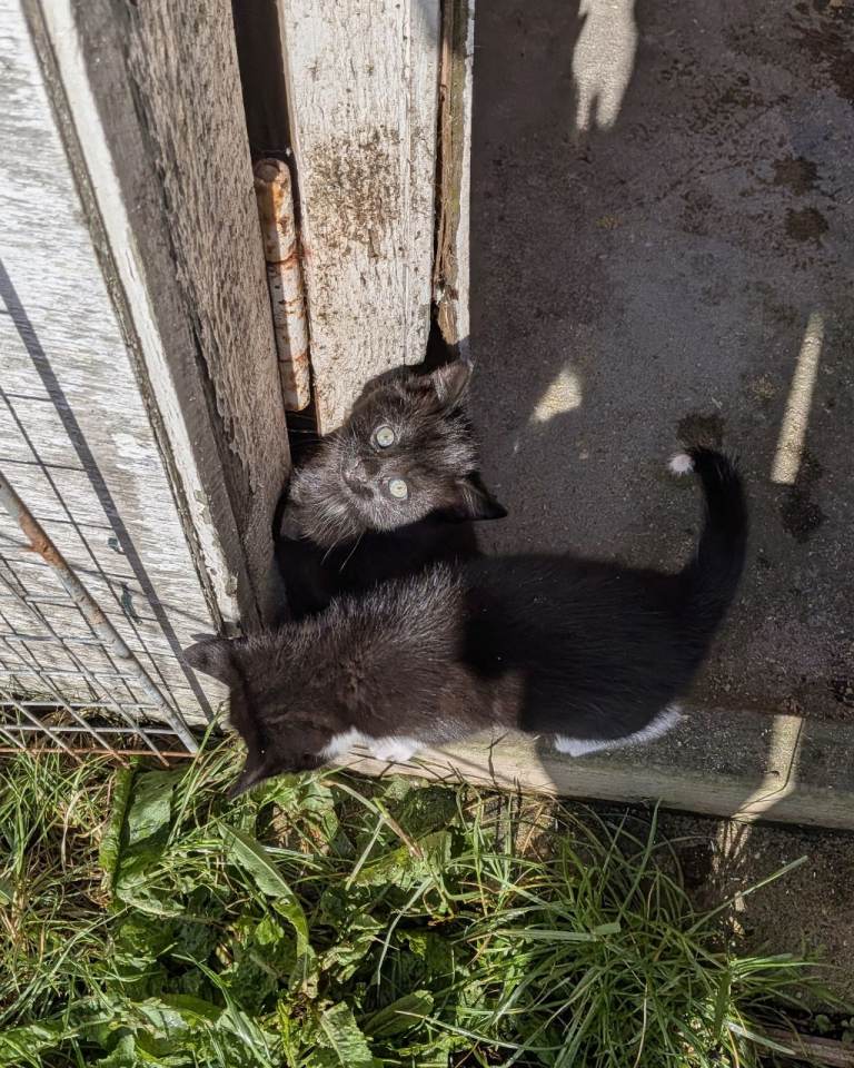  Adorable Kitten Looking for Forever Home 🐾