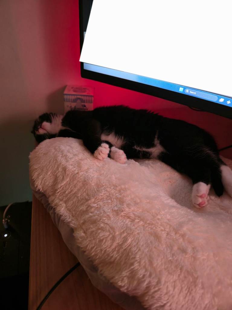 12 Week old tabbie/bombay mix 