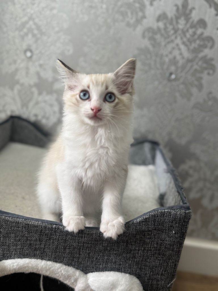 Beautiful Ragdoll kittens