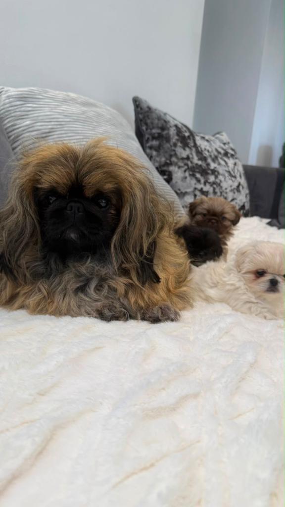 Pekingese puppy’s 