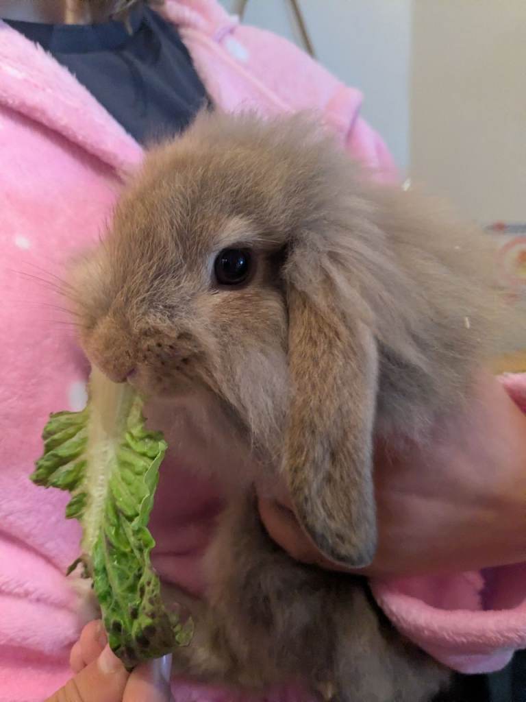 Beautiful Friendly Angora x Lionhead Lop Baby Rabbits for Sale