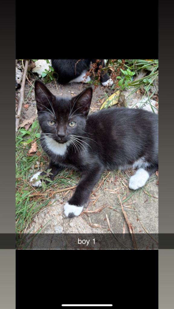 4 Black&White Kittens For Sale