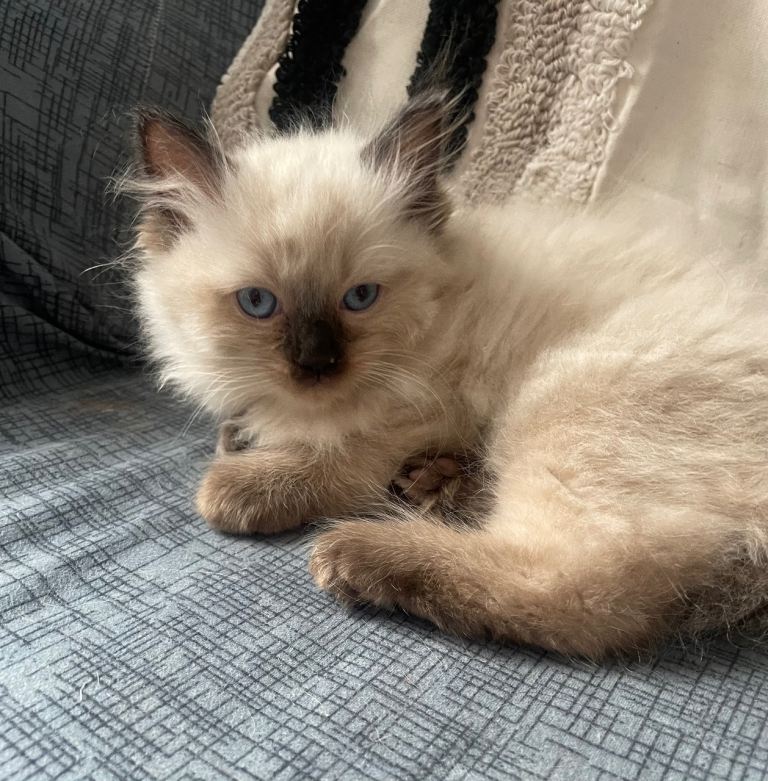 Female ragdoll kitten