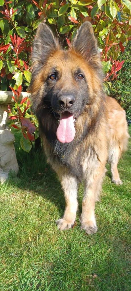 6yr old German Shepherd