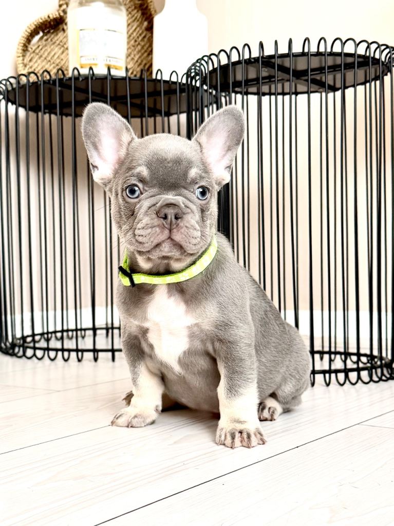 Frenchie pups ONLY 2 LEFT 