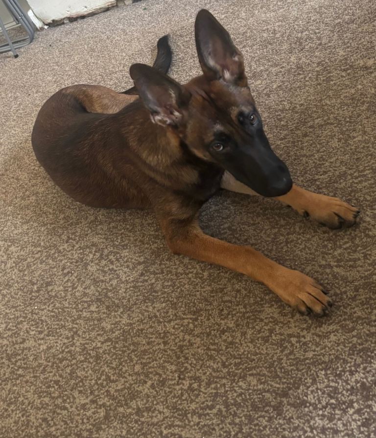 Female Belgian Mali for sale 