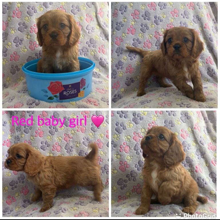 Cavalier King Charles Spaniel