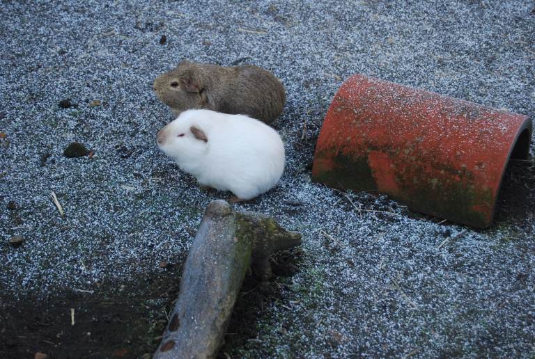 Young Sow Guinea Pigs