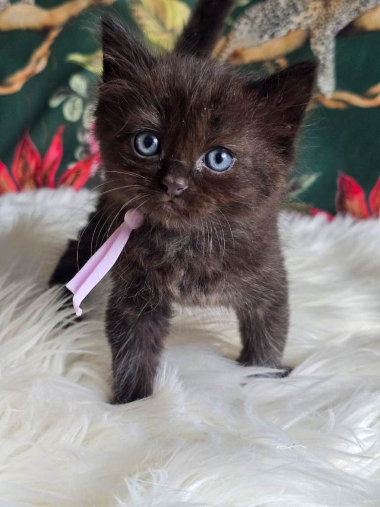 Sweet Blue-eyes Ragdoll Kittens 