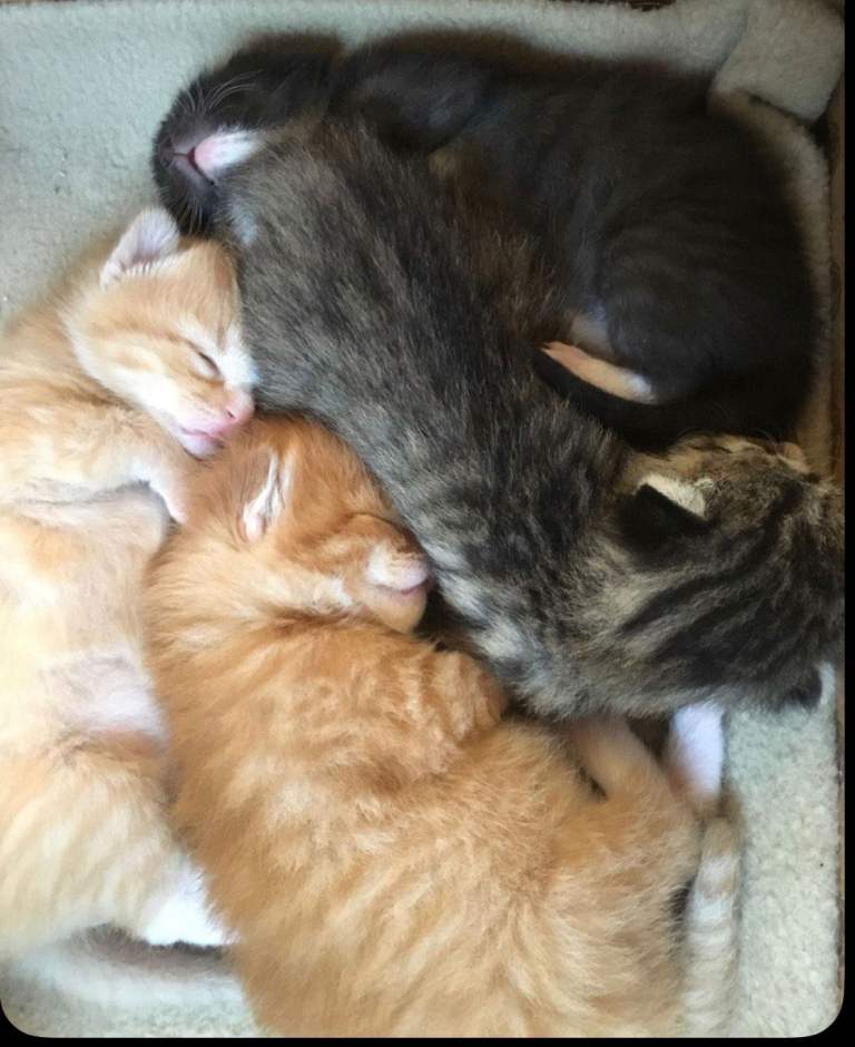 Baby Tabby Kittens Need Homes 