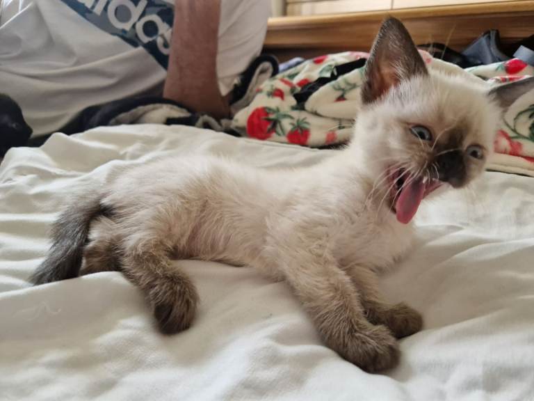 Ragdoll cross kittens