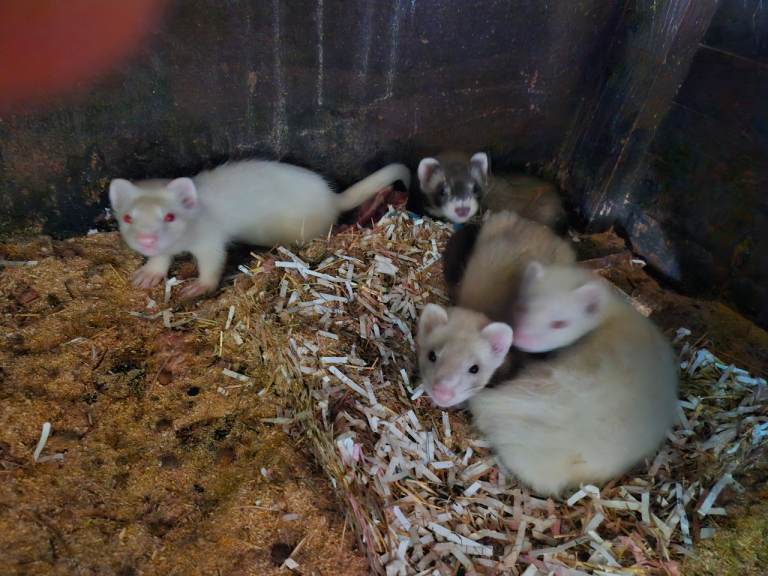 Ferrets for sale 